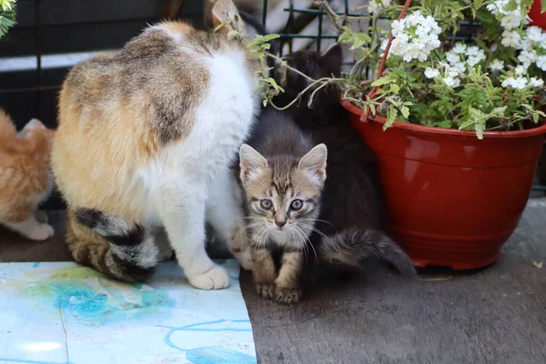 猫在花园里玩耍 — 图库照片