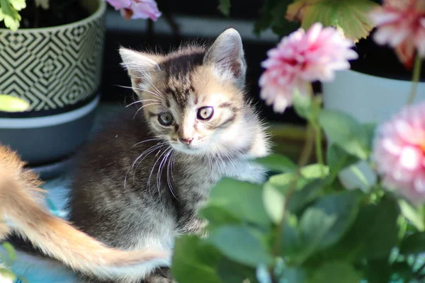 Cat Playing Garden — Stock Photo, Image