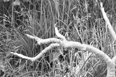 Otların arasında kuru bir ağaç dalı.