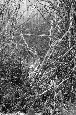 Çimlerin siyah beyaz fotoğrafı