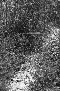 Çimlerin siyah beyaz fotoğrafı
