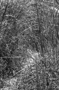 Çimlerin siyah beyaz fotoğrafı