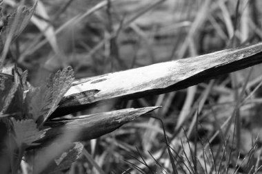 Otların arasında kuru bir ağaç dalı.