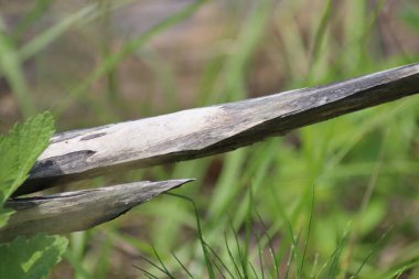 Otların arasında kuru bir ağaç dalı.