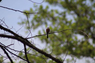 Zhulan bir ağaç dalında oturuyor.