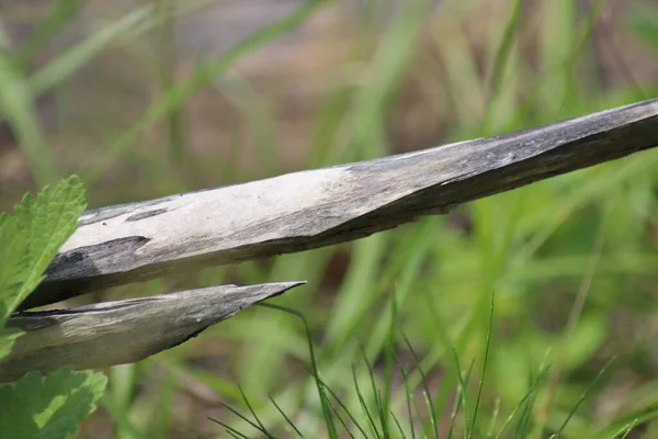 Torr Trädgren Gräset — Stockfoto