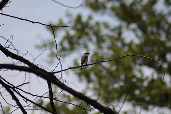 Zhulan Est Assis Sur Une Branche Arbre — Photo