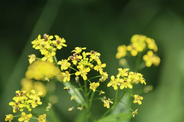 Baharda Sarı Çiçekler — Stok fotoğraf