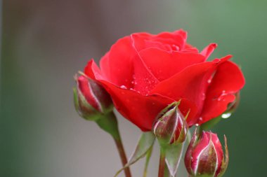 Su damlalı kırmızı gül