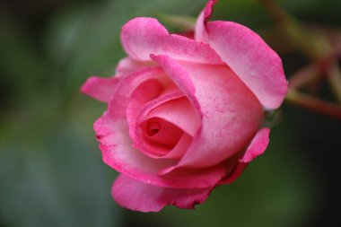 Su damlalı pembe gül