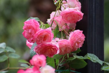 Su damlalı pembe gül