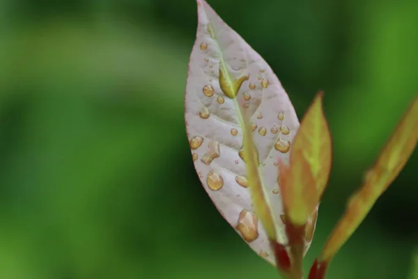 laurel leaves with raindrops in the garden