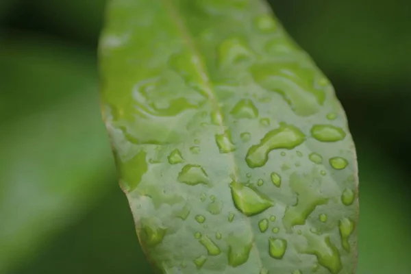 Folhas Louro Com Gotas Chuva Jardim — Fotografia de Stock