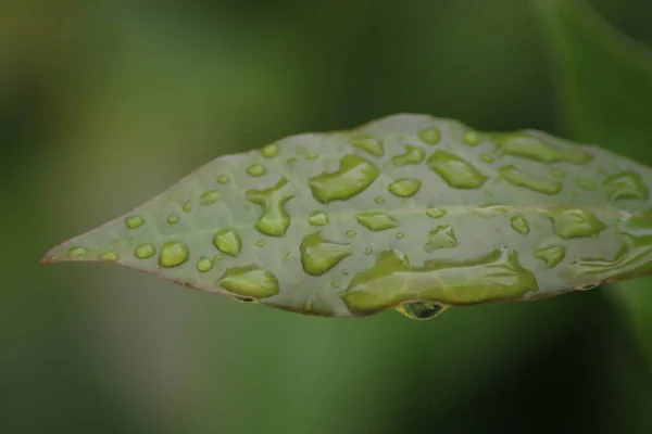 Liście Laurowe Kroplami Deszczu Ogrodzie — Zdjęcie stockowe