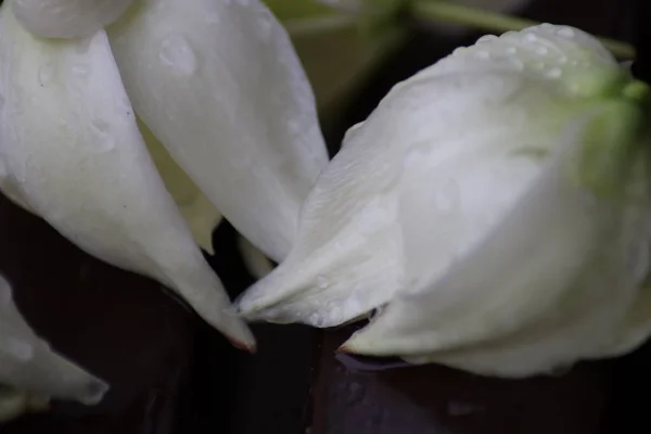 Białe Kwiaty Kroplami Deszczu Stole — Zdjęcie stockowe