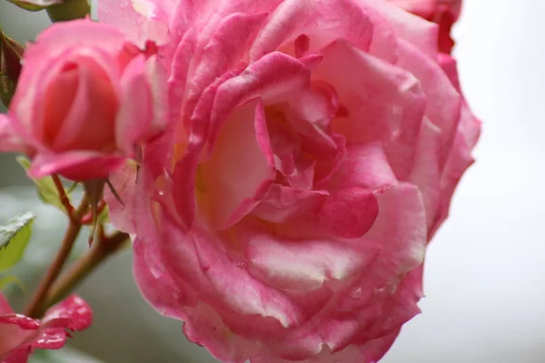 Pink Rose Water Drops — Stock Photo, Image