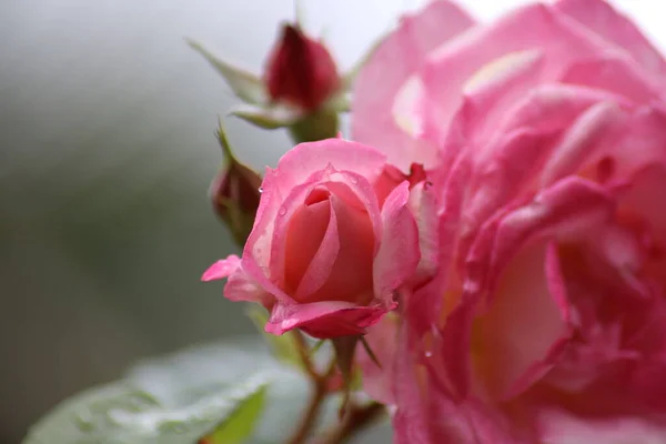 Rosa Rosa Con Gotas Agua — Foto de Stock