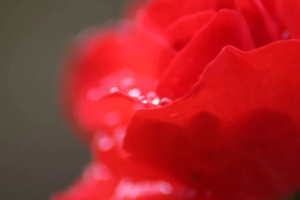 Czerwona Róża Kroplami Wody — Zdjęcie stockowe