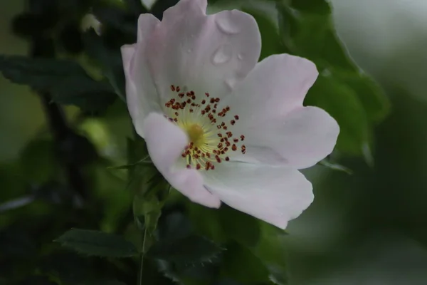 Hagebuttenblüte Mit Regentropfen Garten — Stockfoto