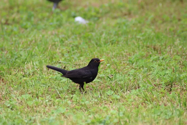 Amsel Gras — Stockfoto