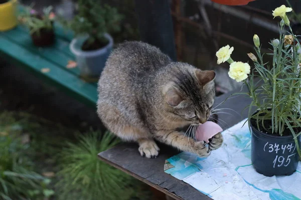 Katze Garten — Stockfoto