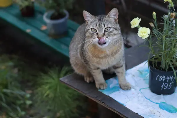 Katze Garten — Stockfoto