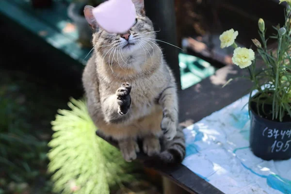 Katze Garten — Stockfoto