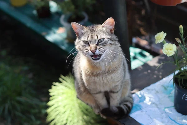 Katze Garten — Stockfoto