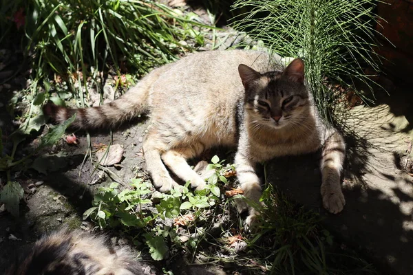 花园里的猫 — 图库照片