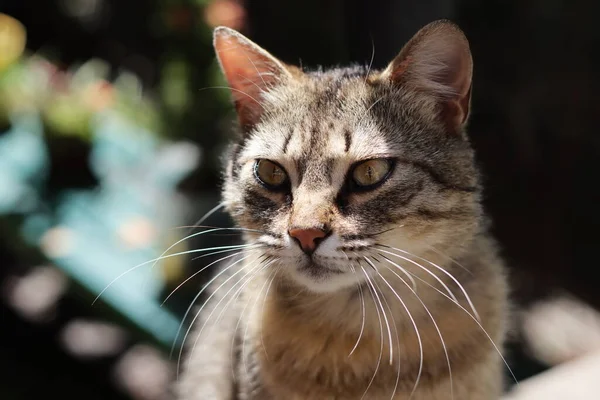 Katze Garten — Stockfoto