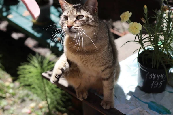แมวในสวน — ภาพถ่ายสต็อก