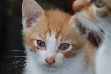 Bahçede oynayan kedi yavrusu