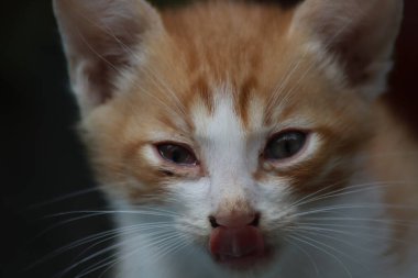 Bahçede oynayan kedi yavrusu