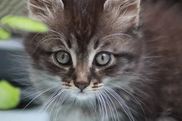 Gatinho Brincando Jardim — Fotografia de Stock