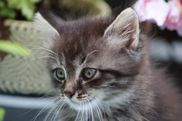 Kitten Playing Garden — Stock Photo, Image