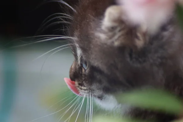 Kitten Playing Garden — Stock Photo, Image