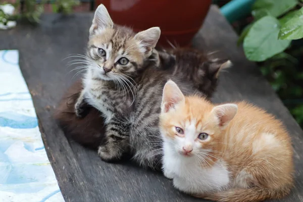 Kitten Playing Garden — Stock Photo, Image