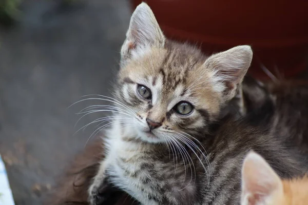 Kitten Playing Garden — Stock Photo, Image