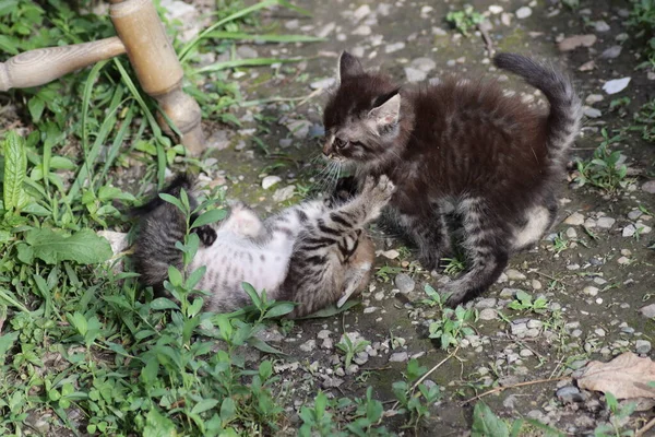 小猫在花园里玩耍 — 图库照片