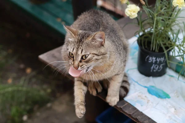 Gato Jardín — Foto de Stock