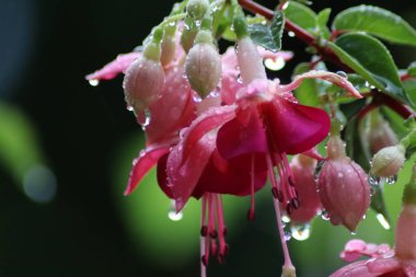 Pembe çiçeğe yaklaş.