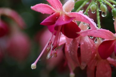 Pembe çiçeğe yaklaş.