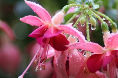 Pembe çiçeğe yaklaş.