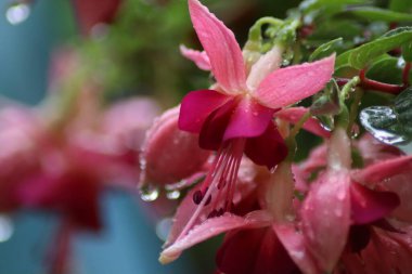 Pembe çiçeğe yaklaş.