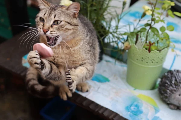 แมวบนโต — ภาพถ่ายสต็อก