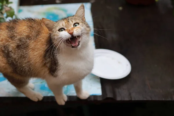 Gato Una Mesa — Foto de Stock