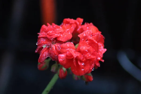 Czerwone Kwiaty Geranium Kroplami Deszczu — Zdjęcie stockowe