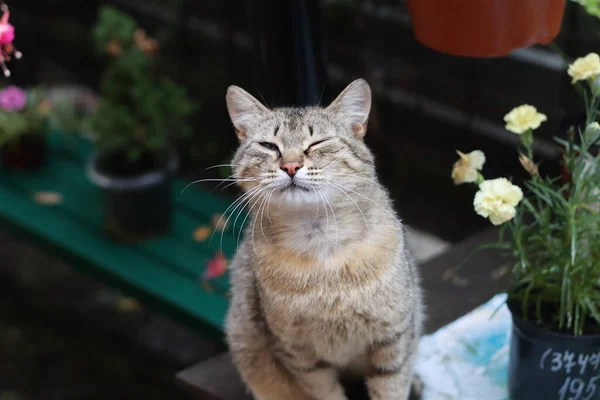 Katze Auf Dem Tisch — Stockfoto