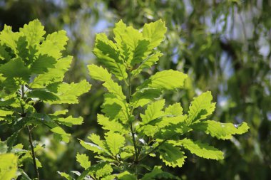 bir ağacın yeşil yaprakları