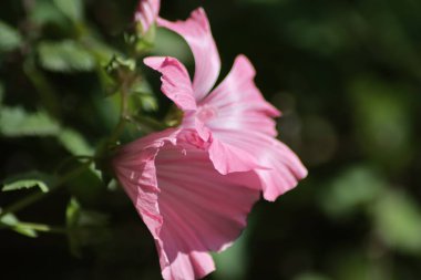 pembe ve beyaz çiçek